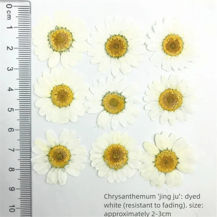 Dried Flower Bookmark - 100Pcs Kelopak Bunga Krisan Kering yang