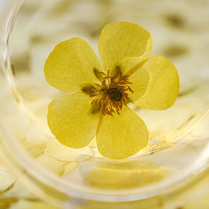 Dried Flower Bookmark - 100Pcs Bunga Ranunculus Kering, Spesimen Tanaman