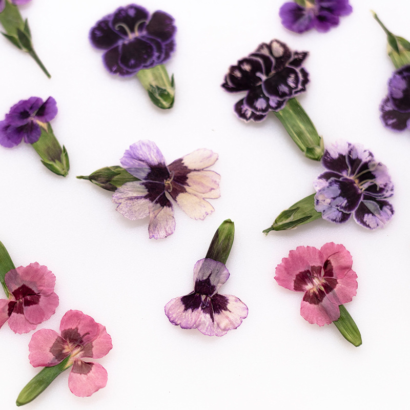 Dried Flower Bookmark - 24pcs, Bunga Dianthus Kering Asli untuk