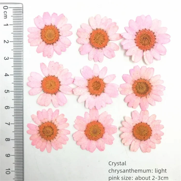 100Pcs Kelopak Bunga Krisan Ke - Dried Flower Bookmark ulasan dan harga