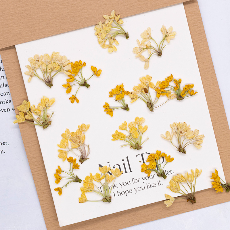 24pcs, Bunga Asli Alami yang D - Dried Flower Bookmark ulasan dan harga