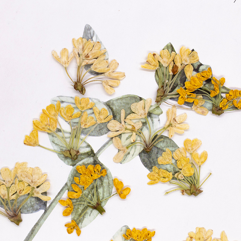24pcs, Bunga Asli Alami yang D - Dried Flower Bookmark ulasan dan harga
