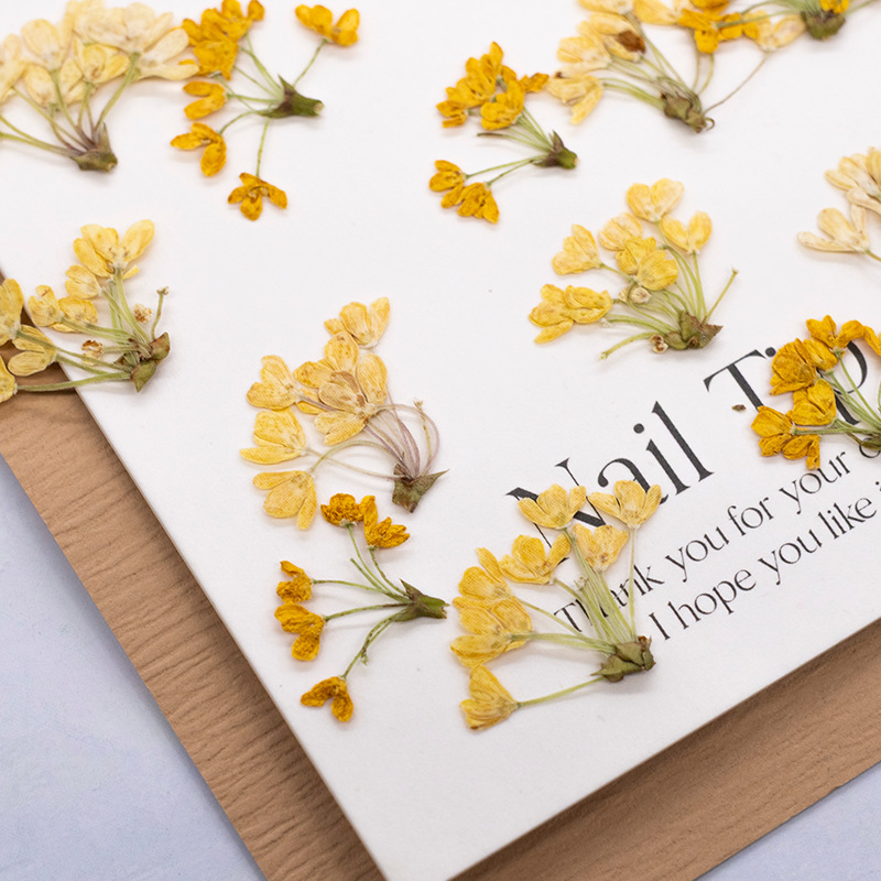 24pcs, Bunga Asli Alami yang D - Dried Flower Bookmark ulasan dan harga