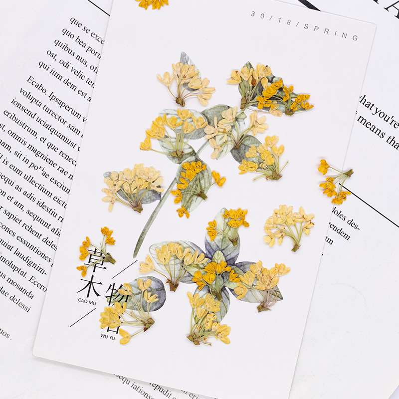 24pcs, Bunga Asli Alami yang D - Dried Flower Bookmark ulasan dan harga