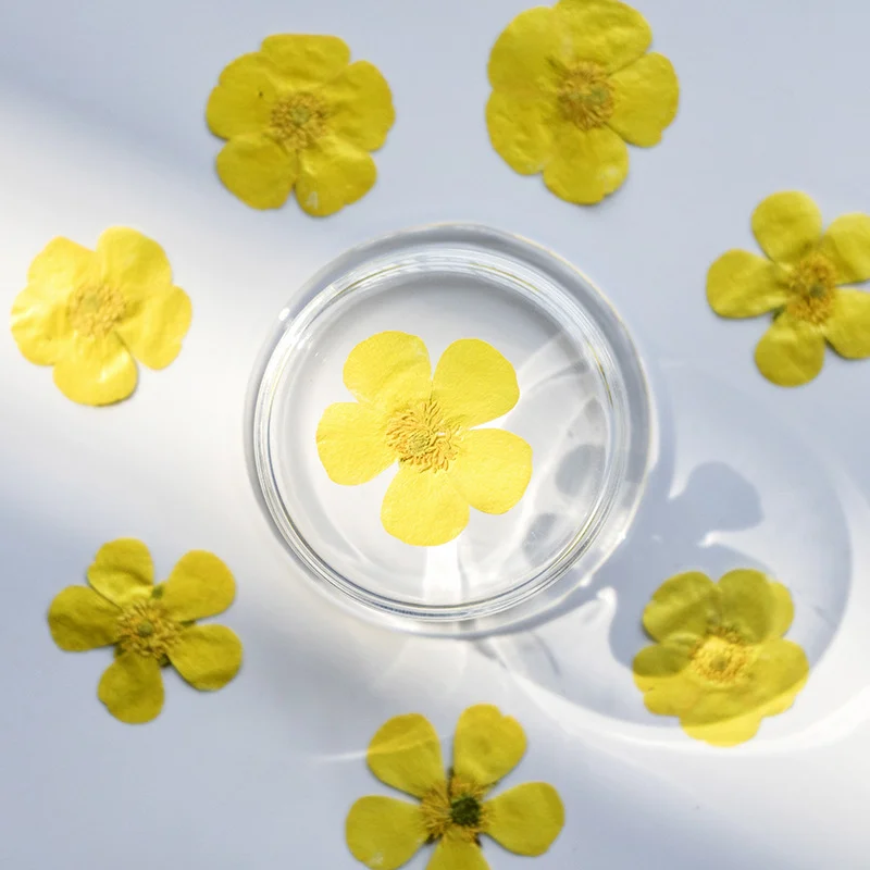 100Pcs Bunga Ranunculus Kering - Dried Flower Bookmark ulasan dan harga
