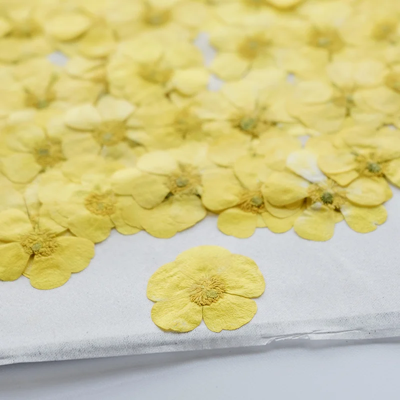 100Pcs Bunga Ranunculus Kering - Dried Flower Bookmark ulasan dan harga